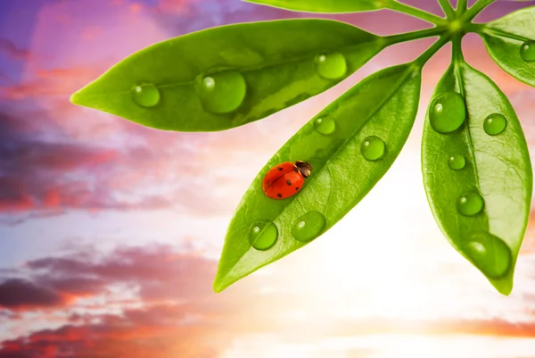 Lieveheersbeestje zittend op een groen blad — Stockfoto