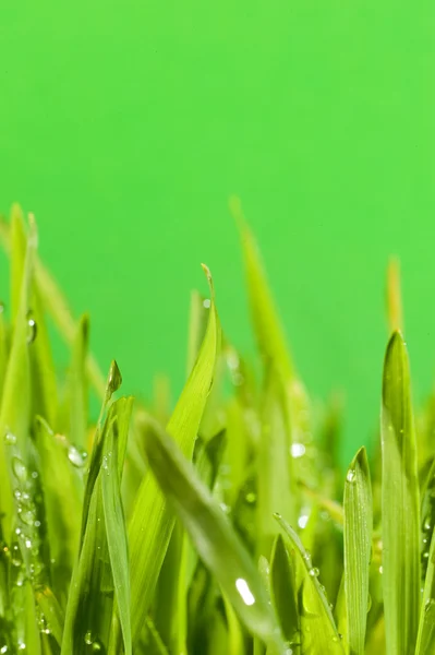 Grama verde fresca — Fotografia de Stock