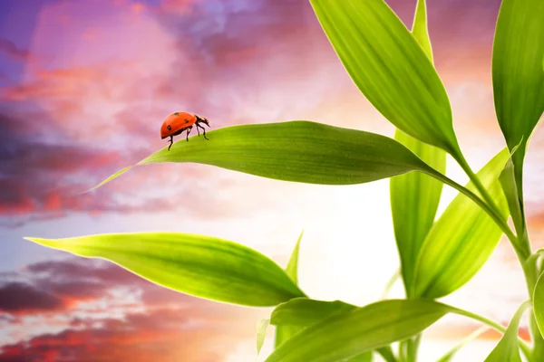 Ladybug sitting on a green grass — Stock Photo, Image