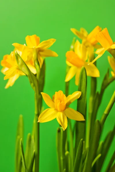 Gyönyörű sárga virágok. — Stock Fotó