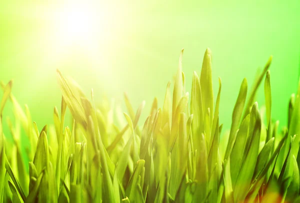 Hierba verde fresca —  Fotos de Stock
