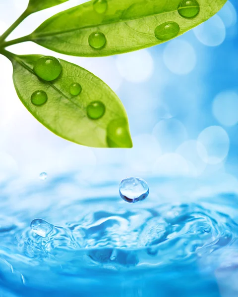 Water drops falling from wet leaf — Stock Photo, Image