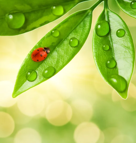 녹색 잎 위에 앉아 있는 무당벌레. — 스톡 사진