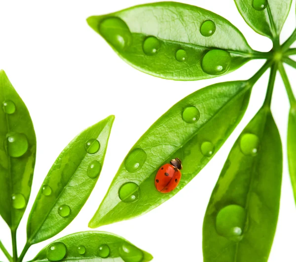 신선한 녹색 잎에 앉아있는 무당벌레 — 스톡 사진