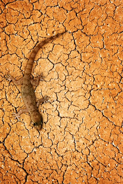 Hagedis in woestijn — Stockfoto