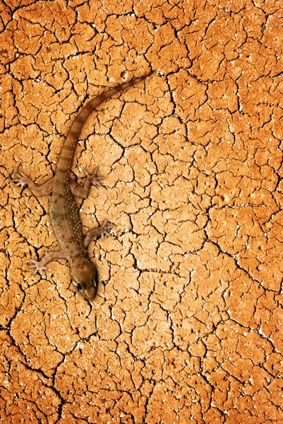 Lézard dans le désert — Photo