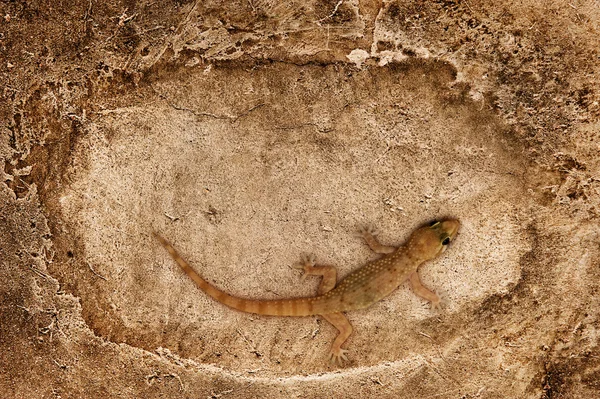 Ящірка, сидячи на кам'яна поверхня — стокове фото