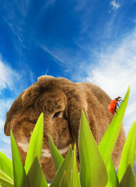 Tavşan çim gizleme — Stok fotoğraf