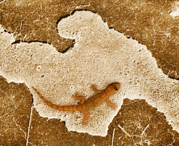 Lizard sitting on stone surface — Stock Photo, Image