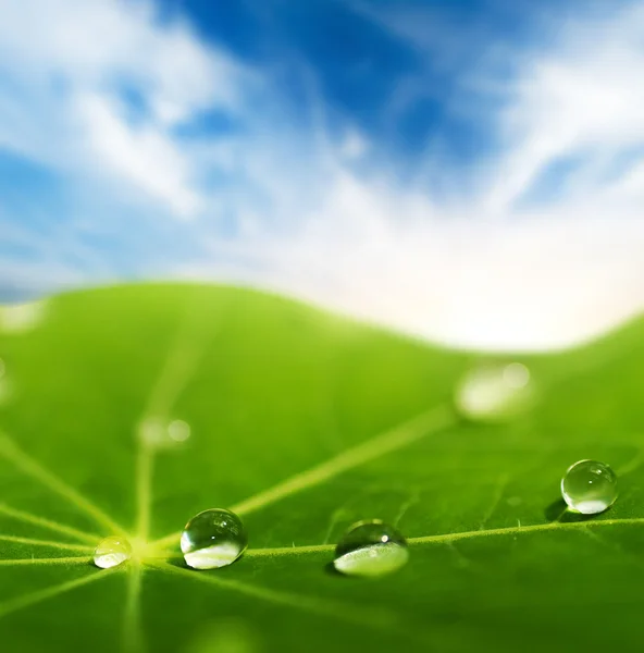 Folha verde com gotas de água sobre ele — Fotografia de Stock