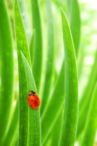 녹색 잎 위에 앉아 있는 무당벌레 — 스톡 사진