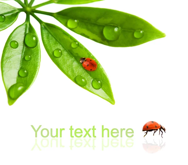 Marienkäfer sitzt auf einem grünen Blatt — Stockfoto