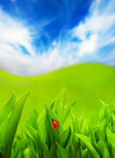 Biedronka siedzi na zielonej trawie — Zdjęcie stockowe