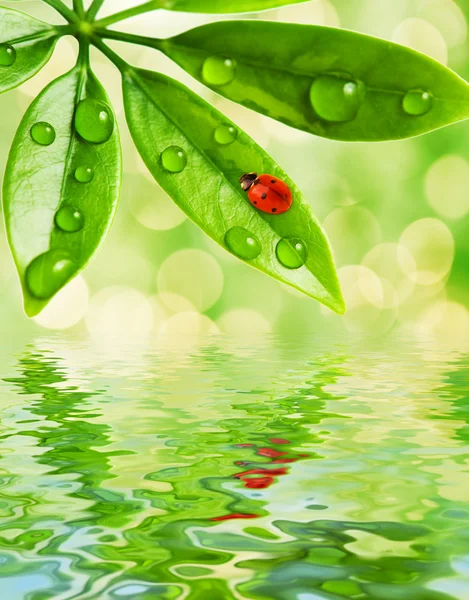 Foglie verdi riflesse nell'acqua — Foto Stock