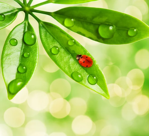 Nyckelpiga sitter på ett grönt blad — Stockfoto