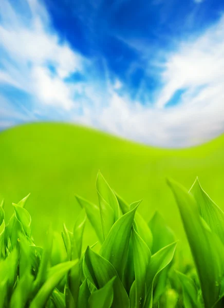Świeża trawa zielony i niebieski niebo pochmurne — Zdjęcie stockowe
