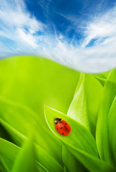 Ladybug κάθεται σε ένα πράσινο γρασίδι — Φωτογραφία Αρχείου