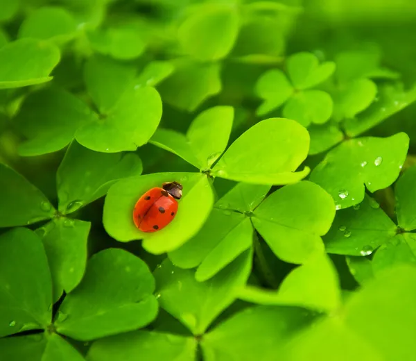 Ladybug sitting on clover leaf — Stock Photo, Image