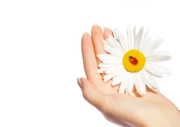 Human hand holding daisy — Stock Photo, Image