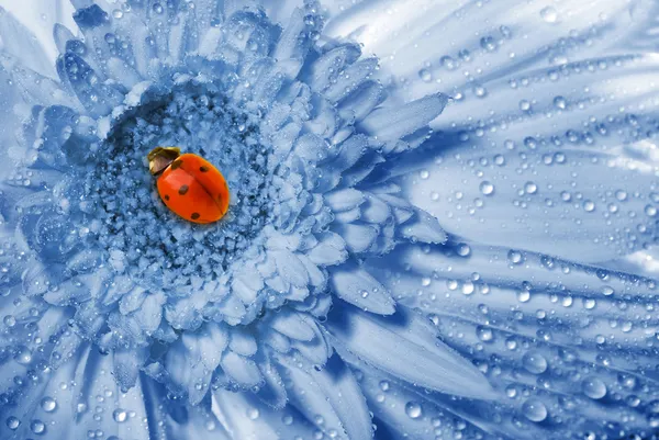Божья коровка сидит на голубом цветке — стоковое фото