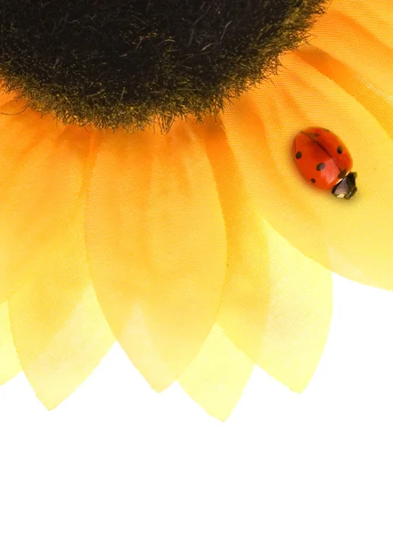 坐在一株向日葵上的瓢虫 — 图库照片