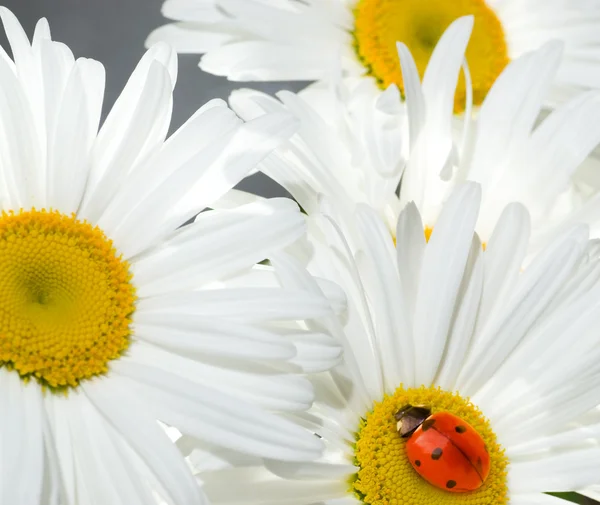 Coccinella seduta su un fiore — Foto Stock