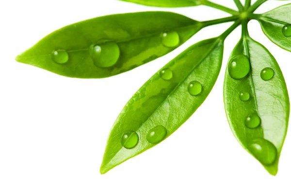 Water drops on fresh green leaves — Stock Photo, Image