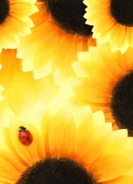 Marienkäfer auf einer Sonnenblume — Stockfoto
