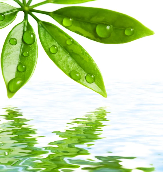 Zelené listy odráží ve vodě — Stock fotografie