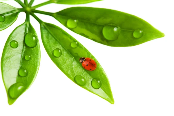 Lieveheersbeestje zittend op een verse groene blad — Stockfoto