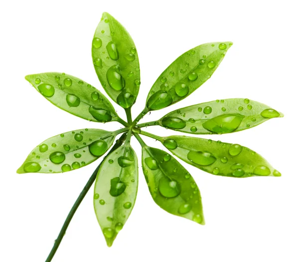 Gocce d'acqua su foglie verdi fresche — Foto Stock