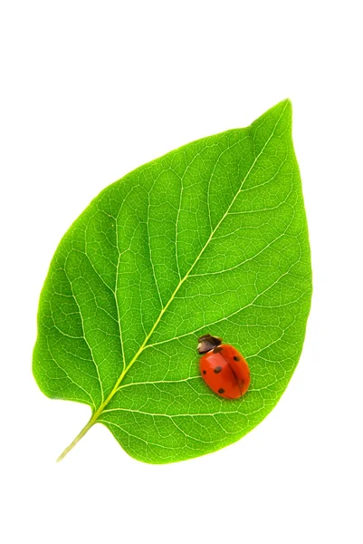 Taze yeşil yaprak üzerinde oturan uğur böceği — Stok fotoğraf