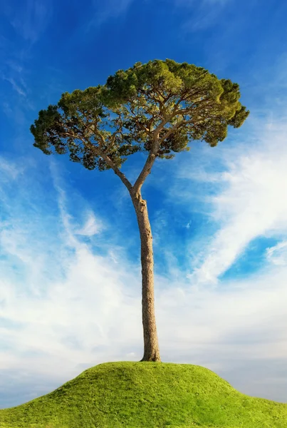 Δέντρο πάνω από το λόφο. άνοιξη φόντο — Φωτογραφία Αρχείου