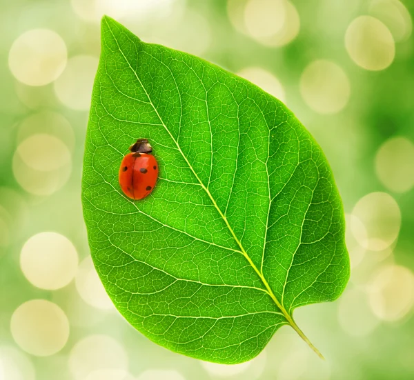 Marienkäfer sitzt auf einem grünen Blatt — Stockfoto