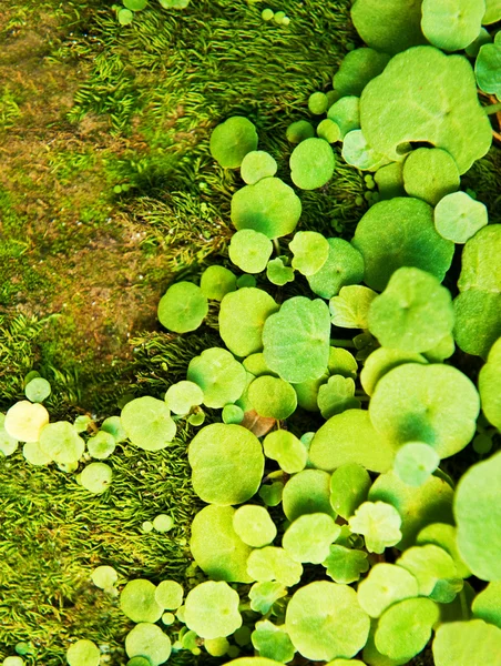 Grøn græsbaggrund - Stock-foto