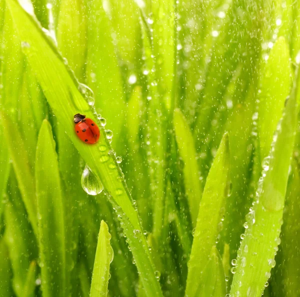 Yeşil çimenlerde oturan uğur böceği — Stok fotoğraf