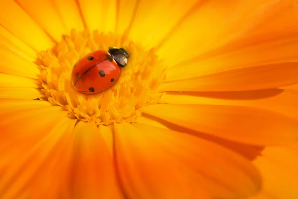 Marienkäfer sitzt auf einer Blume — Stockfoto