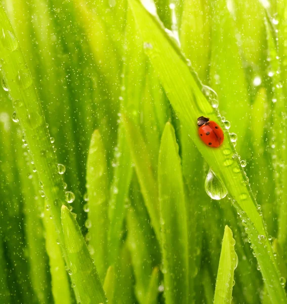 Close-up shot of green grass — Stock Photo, Image