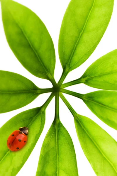 녹색 잎 위에 앉아 있는 무당벌레 — 스톡 사진