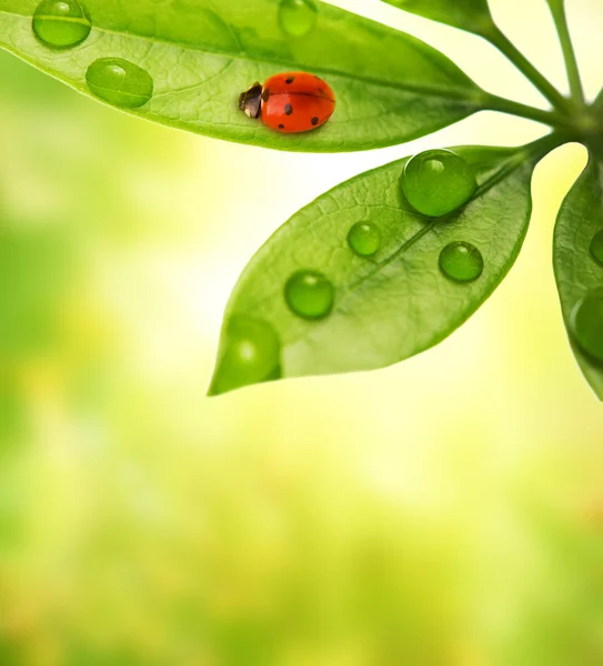 緑の葉の上に座っているLadybug — ストック写真