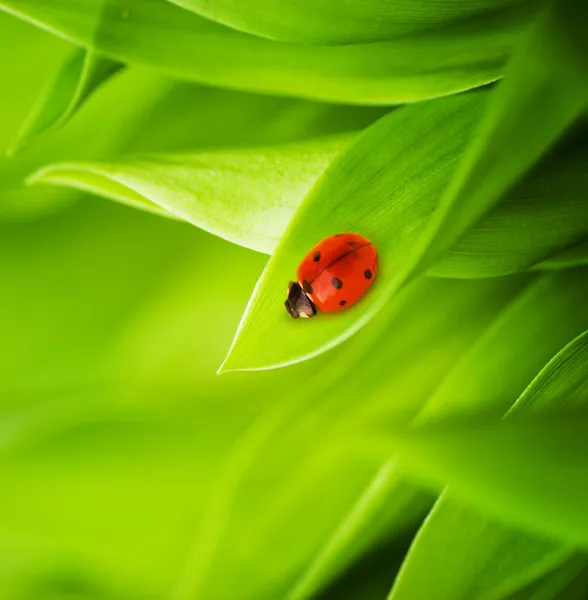 新鮮な緑の芝生の上に座っててんとう虫 — ストック写真