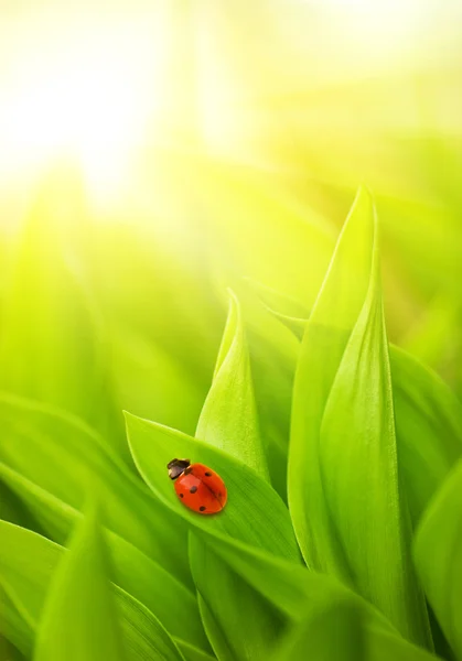 Lieveheersbeestje zittend op een verse groene gras — Stockfoto