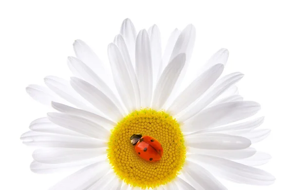 坐在美丽的菊花上的瓢虫 — 图库照片