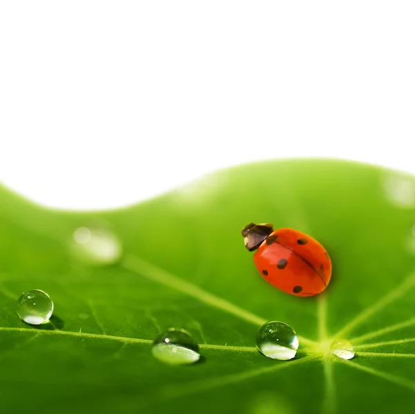 Ladybug sitting on a green leaf — Stock Photo, Image