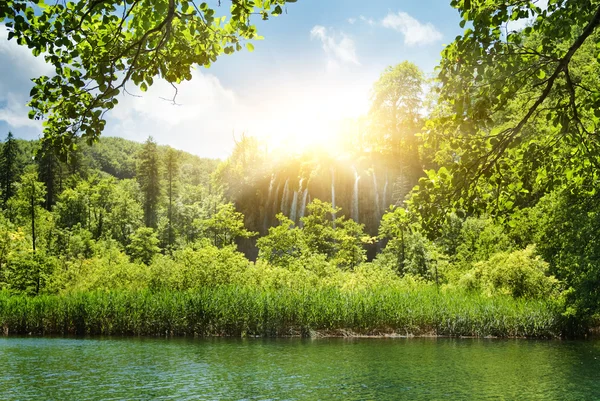 Sunshine in a forest — Stock Photo, Image