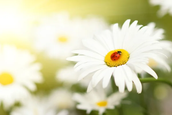 坐在一朵花上的瓢虫 — 图库照片