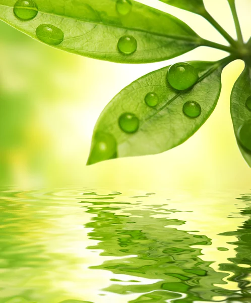 Folha verde refletida na água — Fotografia de Stock