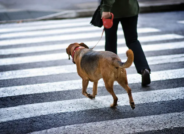 Человек с собакой переходит улицу — стоковое фото