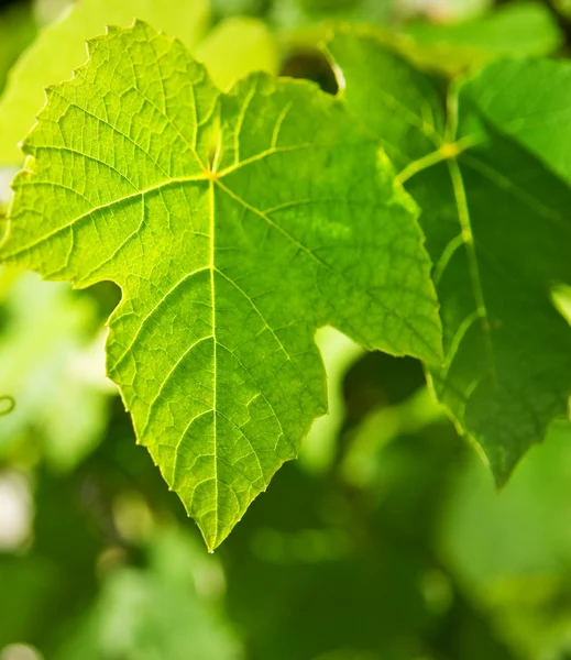Wild grape leaf — Stock Photo, Image