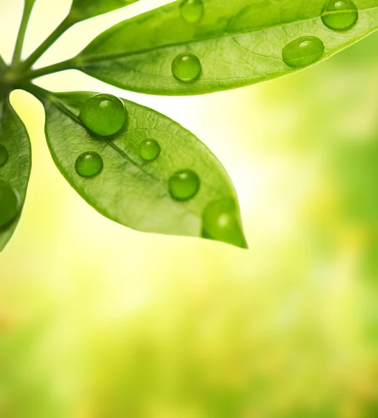 Зелений лист над розмитим тлом — стокове фото